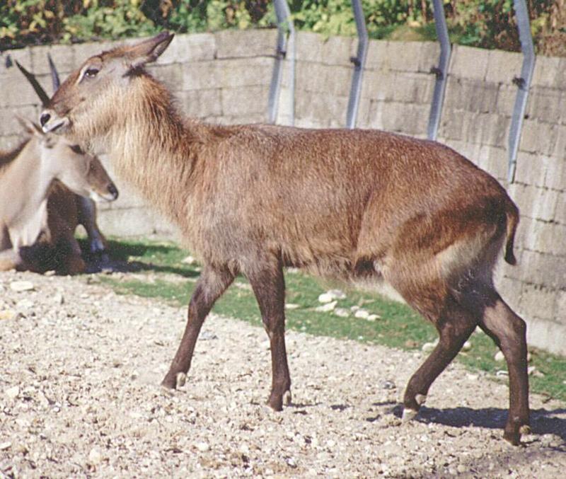 Looking through some old animal photos - Copenhagen Zoo again - female waterbuck; DISPLAY FULL IMAGE.