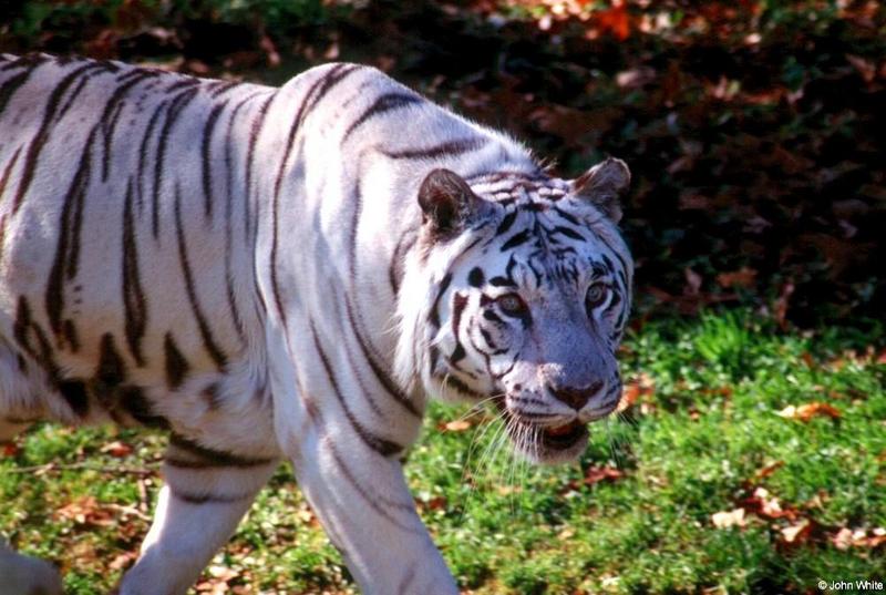 White Tiger 1; DISPLAY FULL IMAGE.