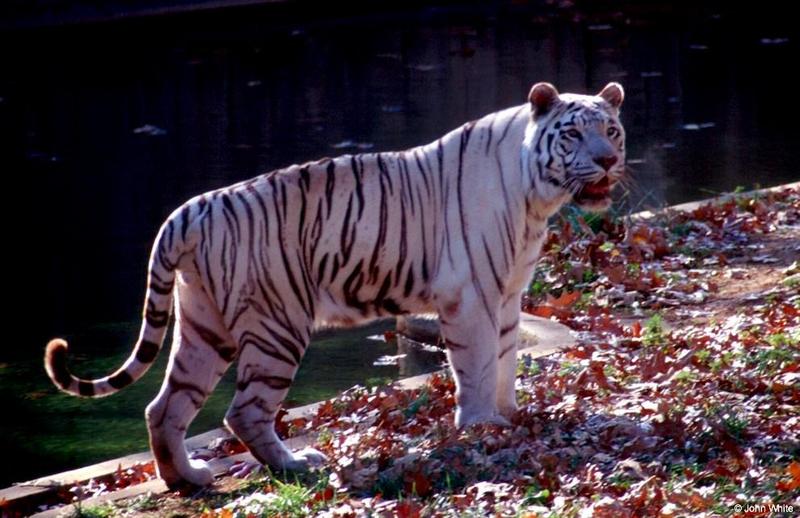 White Tiger 2; DISPLAY FULL IMAGE.