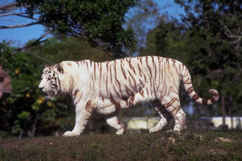 Re: Request, for tigress pictures.; DISPLAY FULL IMAGE.