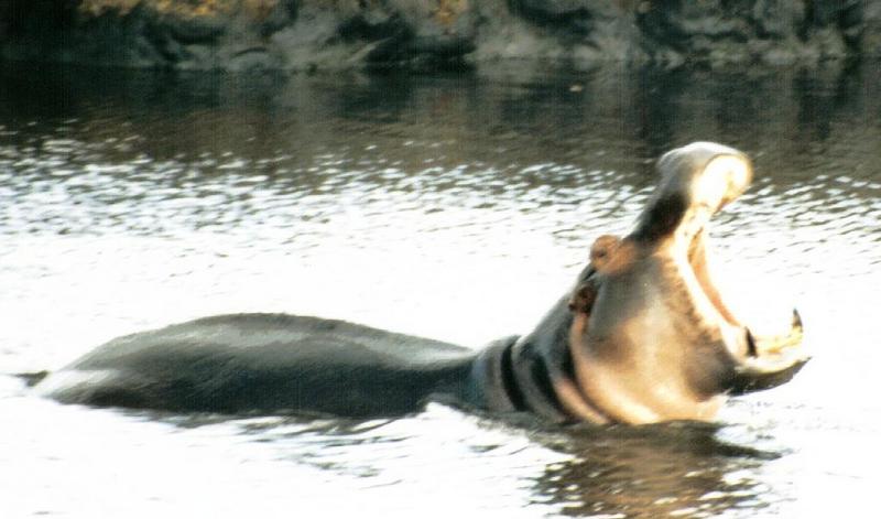 Yawning hippos!; DISPLAY FULL IMAGE.