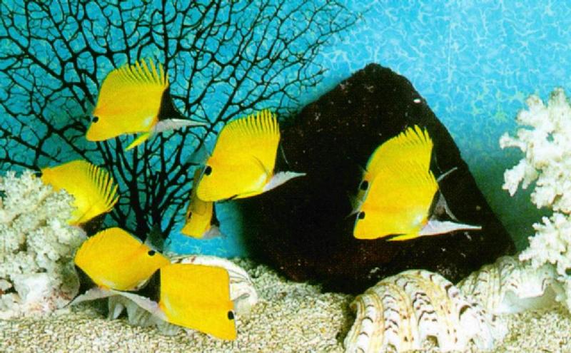 Yellow Longnose Butterflyfishes (코뿔나비고기); DISPLAY FULL IMAGE.