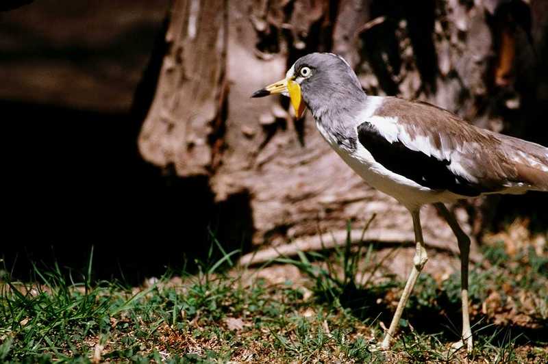 White-headed Plover or White-crowned Plover (Vanellus albiceps); DISPLAY FULL IMAGE.