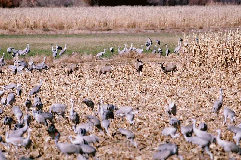 Identification needed - Hooded Cranes? with deers- aay50092.jpg (1/1); DISPLAY FULL IMAGE.