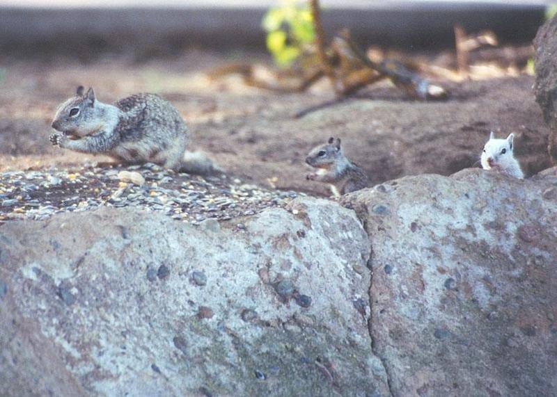 Calif Ground Squirrel aug25; DISPLAY FULL IMAGE.