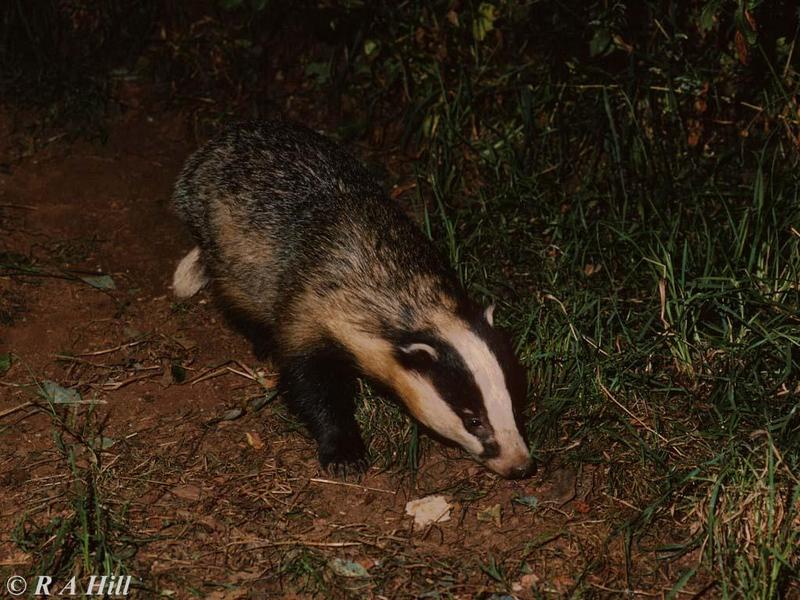 European Badger; DISPLAY FULL IMAGE.