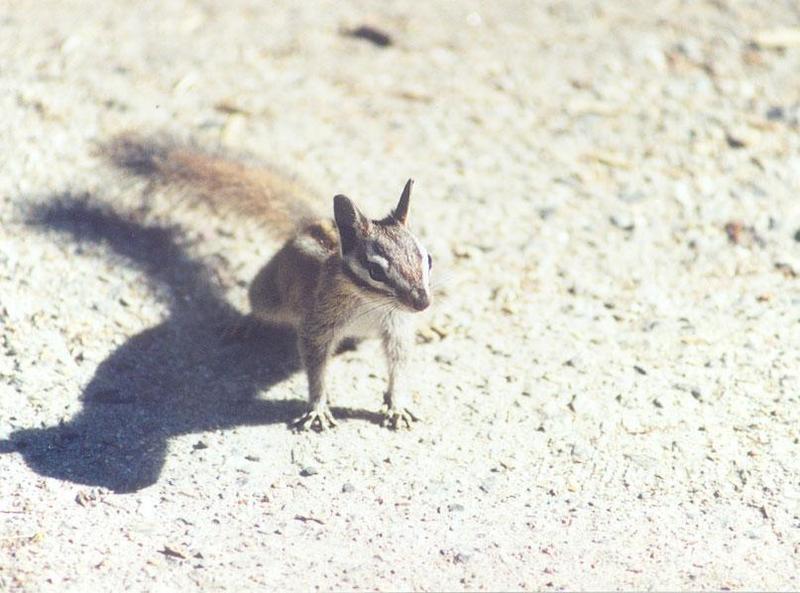 Repost: Chipmunk 99k jpg; DISPLAY FULL IMAGE.
