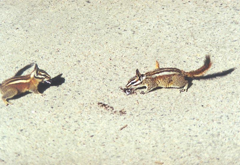 Repost: Chipmunk 91k; DISPLAY FULL IMAGE.