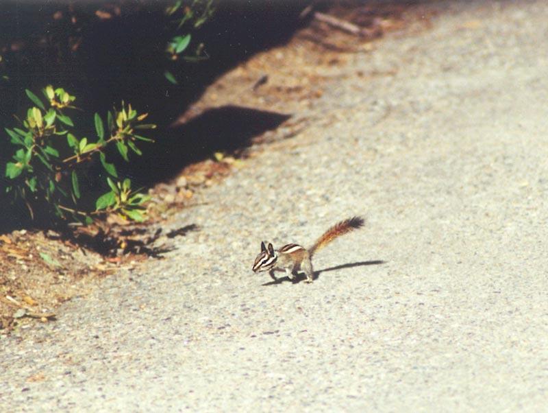 Repost: Chipmunk 71k jpg; DISPLAY FULL IMAGE.