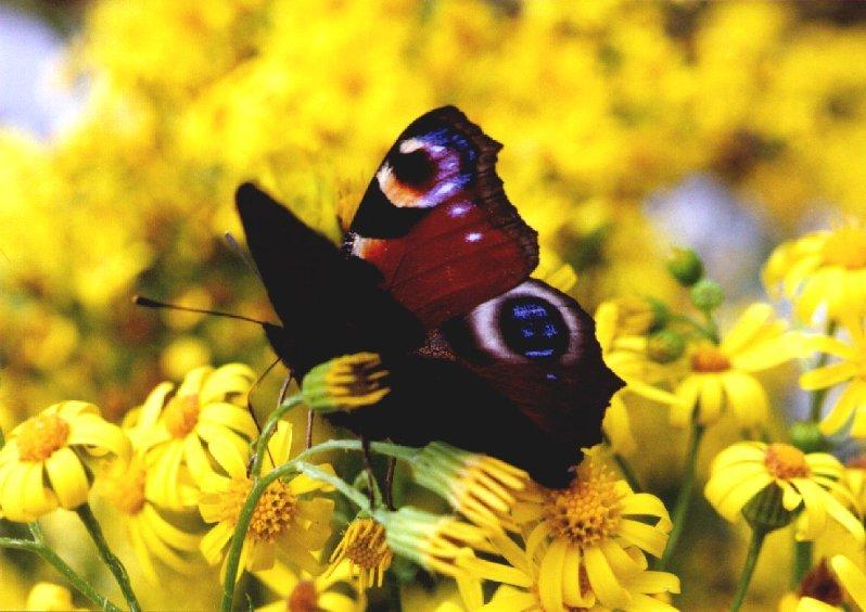 Inachis io - European peacock butterfly; DISPLAY FULL IMAGE.