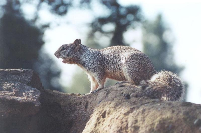 Ground Squirrel 93k jpg; DISPLAY FULL IMAGE.