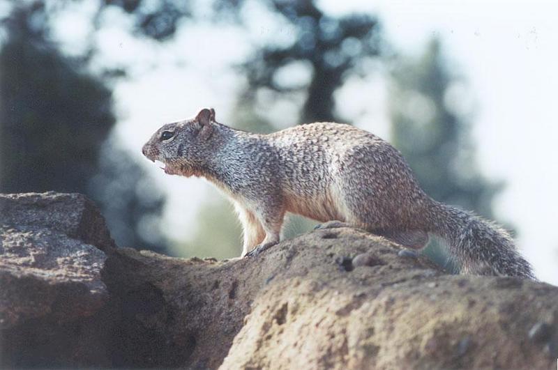Ground Squirrel 89k jpg; DISPLAY FULL IMAGE.