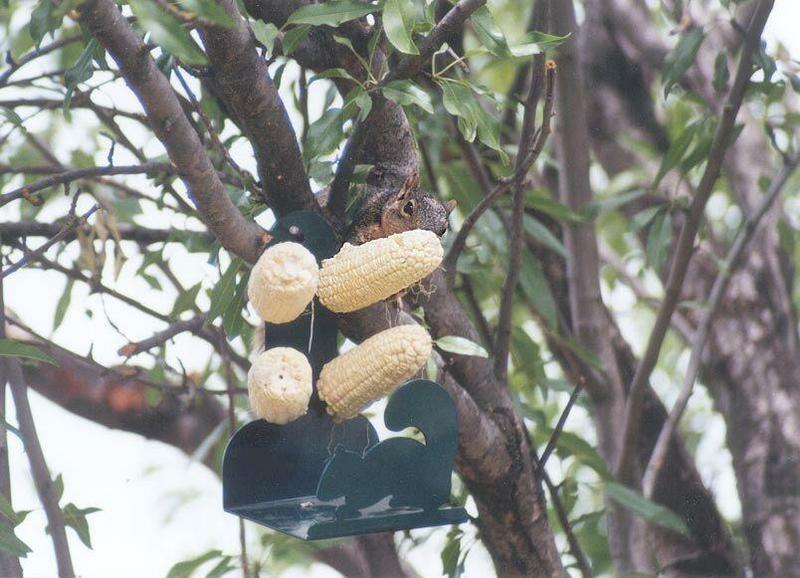 Fox Squirrel 1; DISPLAY FULL IMAGE.