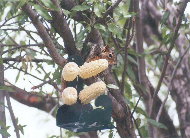 Fox Squirrel 2; DISPLAY FULL IMAGE.