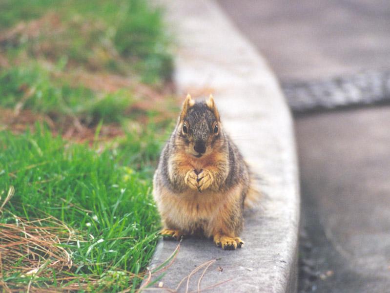 Fox Squirrel 3; DISPLAY FULL IMAGE.