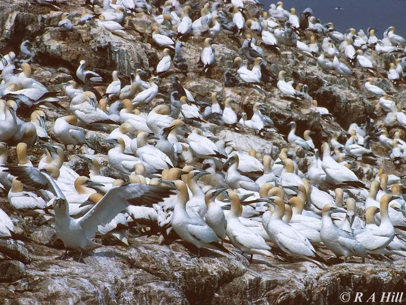 Gannets; DISPLAY FULL IMAGE.