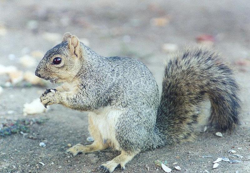 Grey Squirrel 141kb jpg; DISPLAY FULL IMAGE.