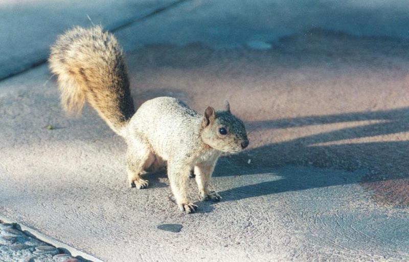 Grey Squirrel; DISPLAY FULL IMAGE.