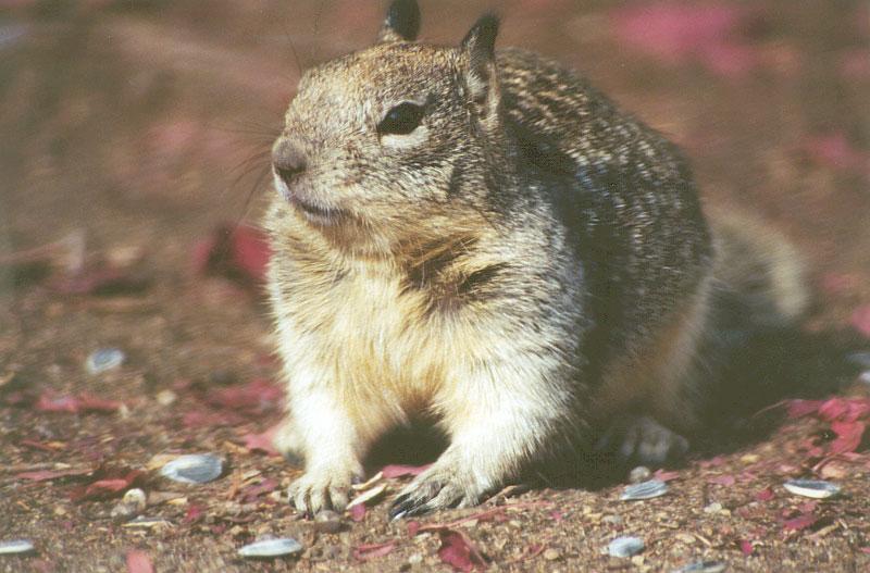 California Ground Squirrel 99kb jpg; DISPLAY FULL IMAGE.