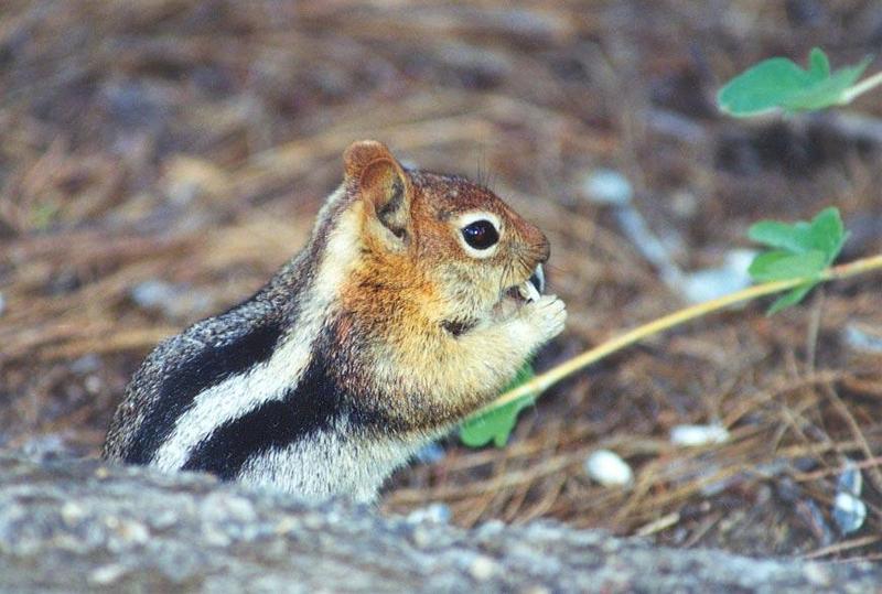 13-Lined Ground Squirrel; DISPLAY FULL IMAGE.