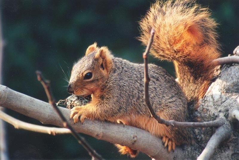 Fox Squirrel 88k jpg; DISPLAY FULL IMAGE.