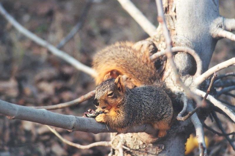 Fox Squirrel 68k jpg; DISPLAY FULL IMAGE.