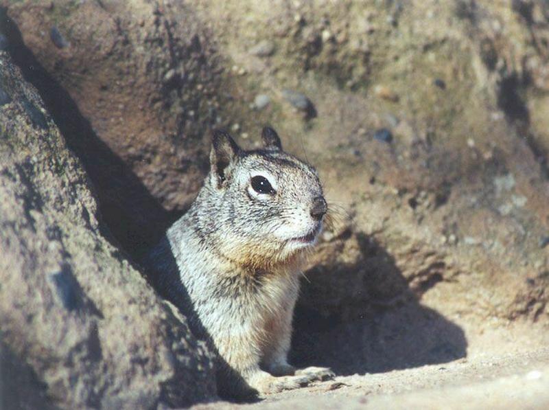 Ground Squirrel 79k jpg; DISPLAY FULL IMAGE.