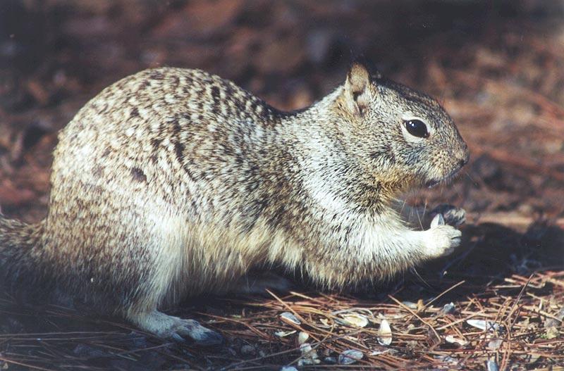 Ground Squirrel 92k jpg; DISPLAY FULL IMAGE.