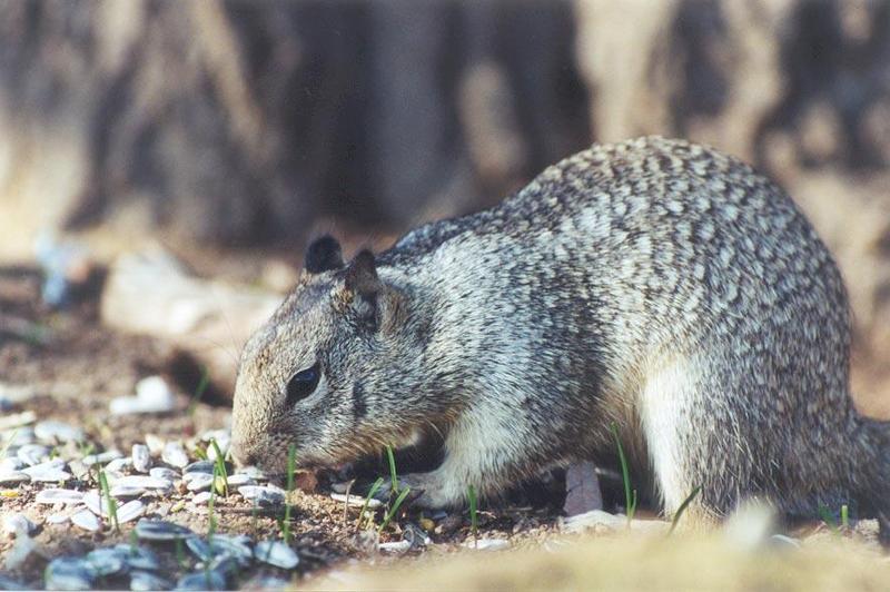 Ground Squirrel 92k jpg; DISPLAY FULL IMAGE.