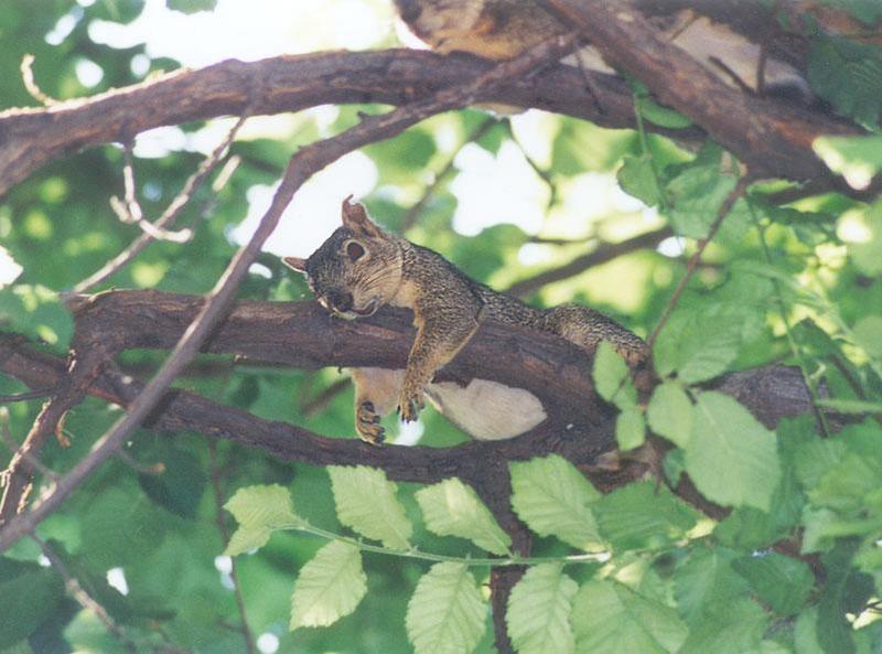 Fox Squirrel ngoct2; DISPLAY FULL IMAGE.