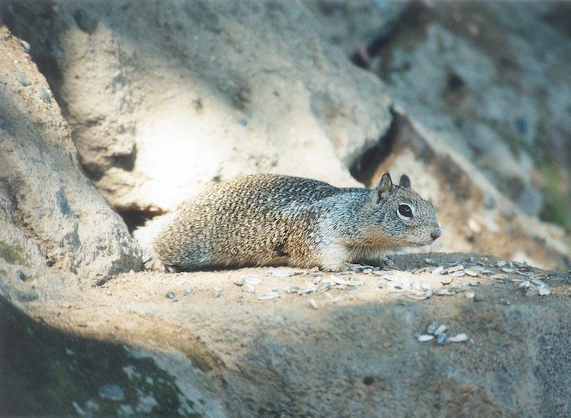 Calif Ground Squirrel ngoct4; DISPLAY FULL IMAGE.