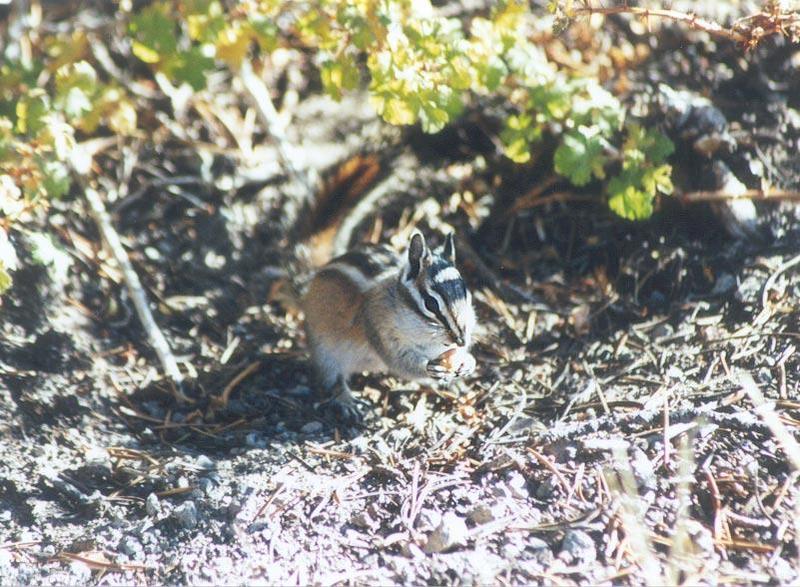 Chipmunk ngoct7; DISPLAY FULL IMAGE.