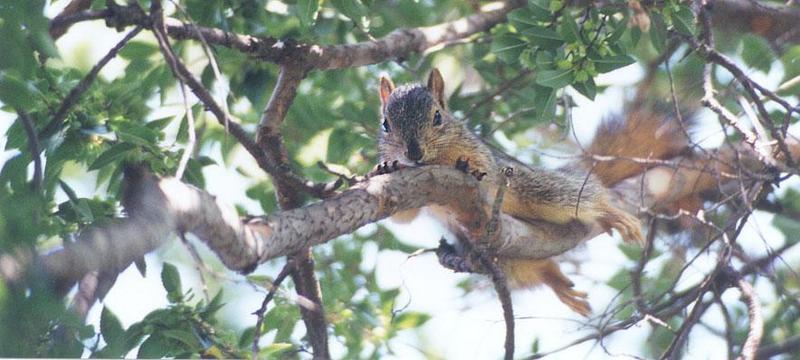 Grey Squirrel 96k; DISPLAY FULL IMAGE.