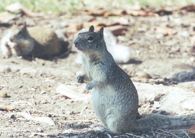California Ground Squirrel 98k jpg; DISPLAY FULL IMAGE.