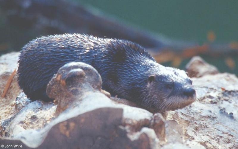 North American River Otter #3; DISPLAY FULL IMAGE.