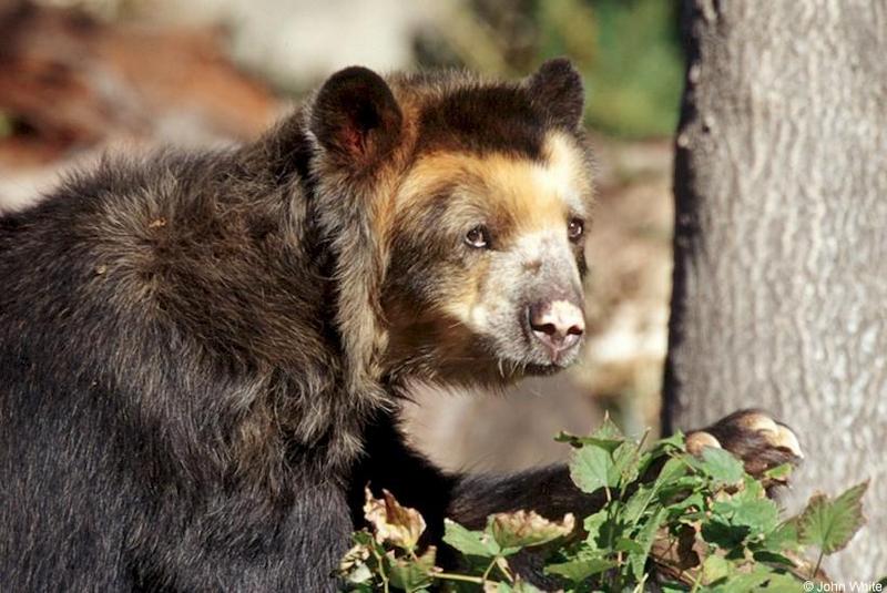 Spectacled Bear #4; DISPLAY FULL IMAGE.