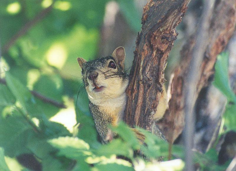 Squirrel sept2_2; DISPLAY FULL IMAGE.