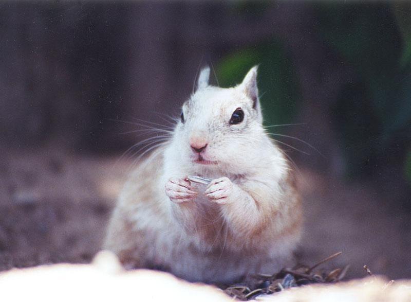 Squirrel sept2_5; DISPLAY FULL IMAGE.