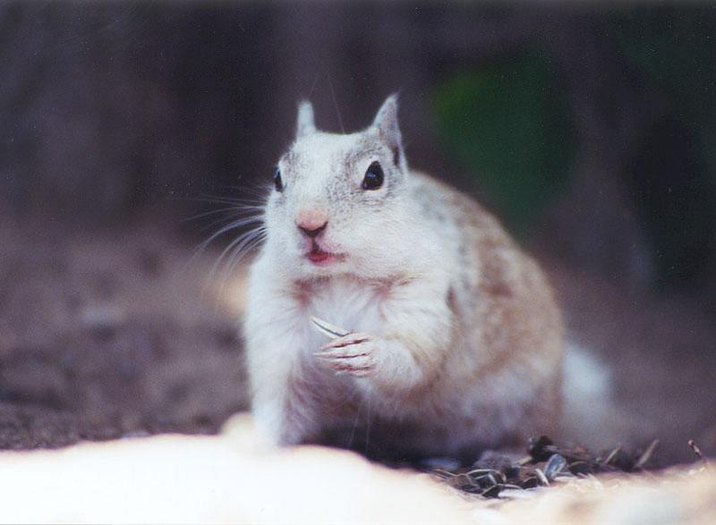 Squirrel sept2_6; DISPLAY FULL IMAGE.