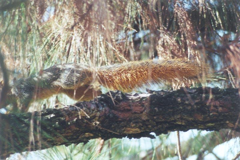 Twitchy's Tail sept15 86k; DISPLAY FULL IMAGE.
