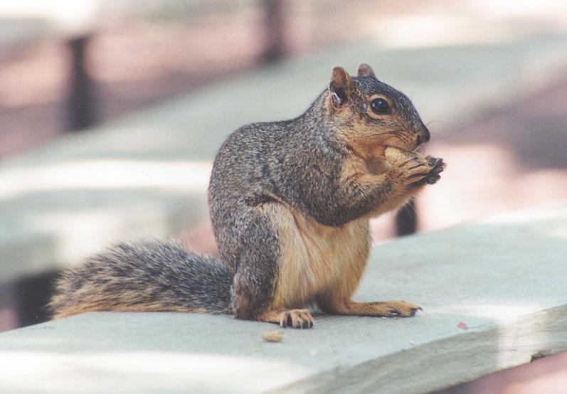 Grey Squirrel 70kb jpg; DISPLAY FULL IMAGE.