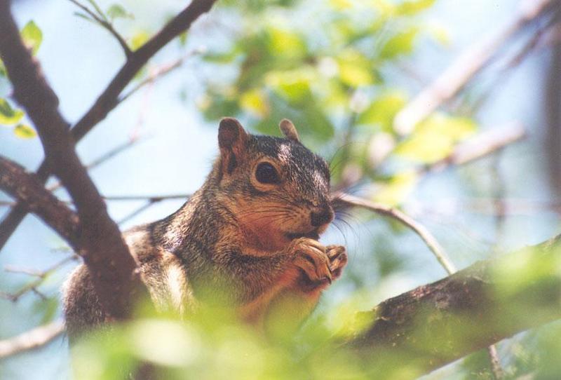 Grey Squirrel 85kb jpg; DISPLAY FULL IMAGE.