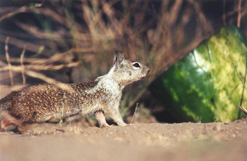 Calif. ground squirrel 105kb; DISPLAY FULL IMAGE.