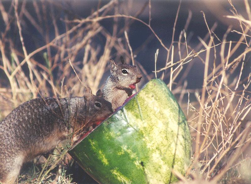 Calif ground squirrel 127kb; DISPLAY FULL IMAGE.