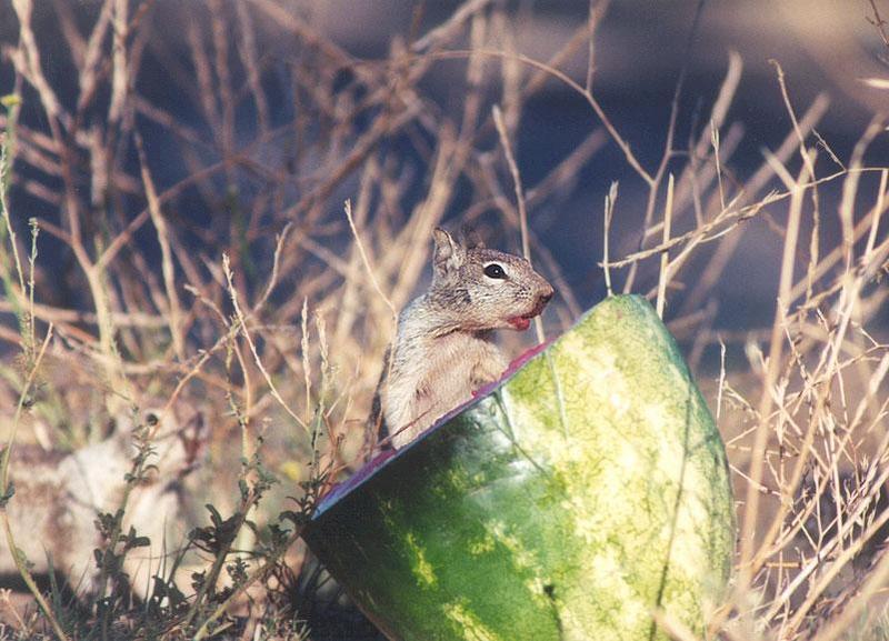 Calif ground squirrel 122k; DISPLAY FULL IMAGE.