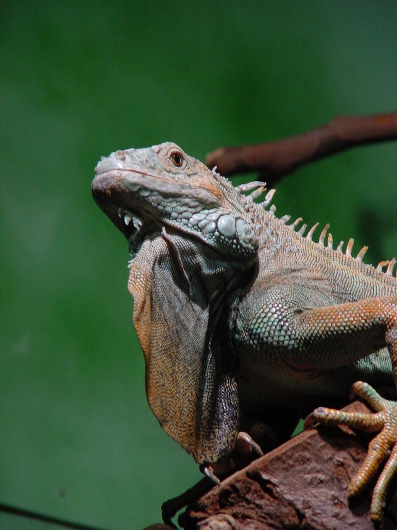 Antwerp Zoo; DISPLAY FULL IMAGE.