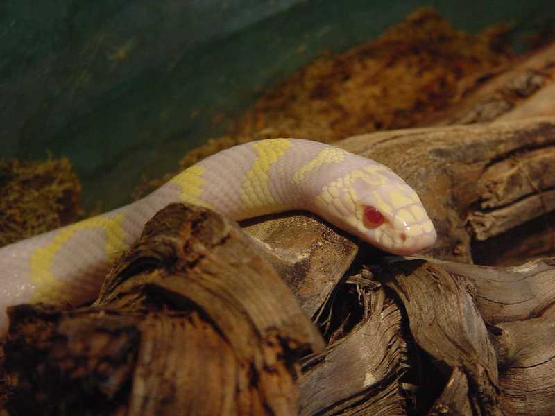 Snakes and reptiles -- California Kingsnake; DISPLAY FULL IMAGE.