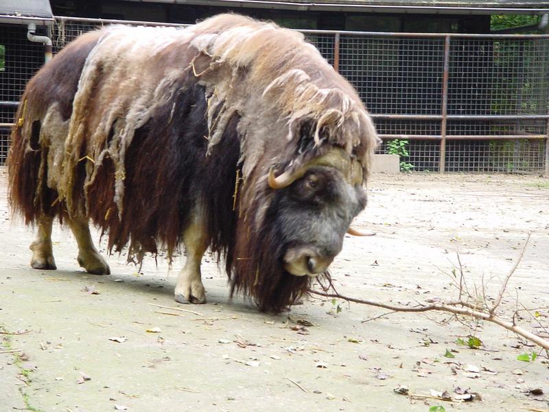 Planckendael - Belgium Zoo; DISPLAY FULL IMAGE.