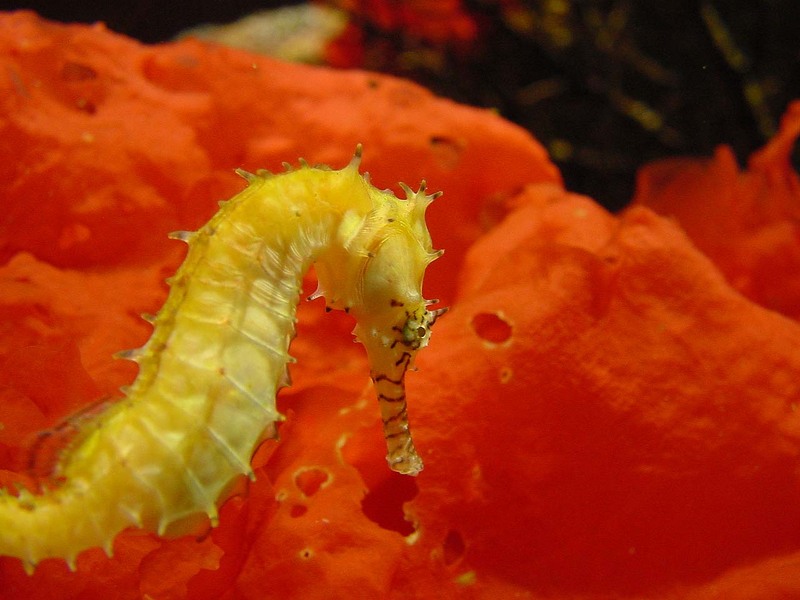 Seahorse; DISPLAY FULL IMAGE.