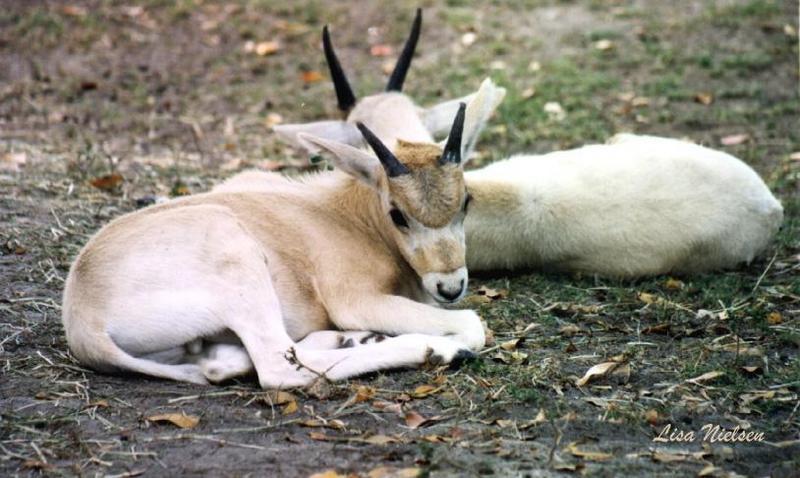 baby addax - 135-27.jpg (1/1); DISPLAY FULL IMAGE.